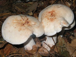   Collybia maculata